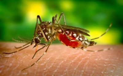 Especialista da MAPFRE dá dicas de como evitar a Zika