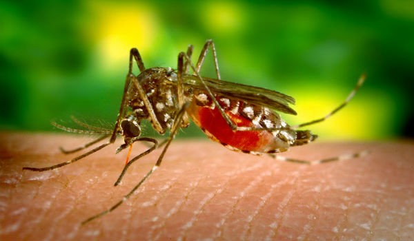 Especialista da MAPFRE dá dicas de como evitar a Zika