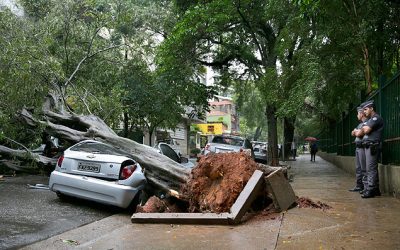 Seguros cobrem quedas de árvores sobre os carros